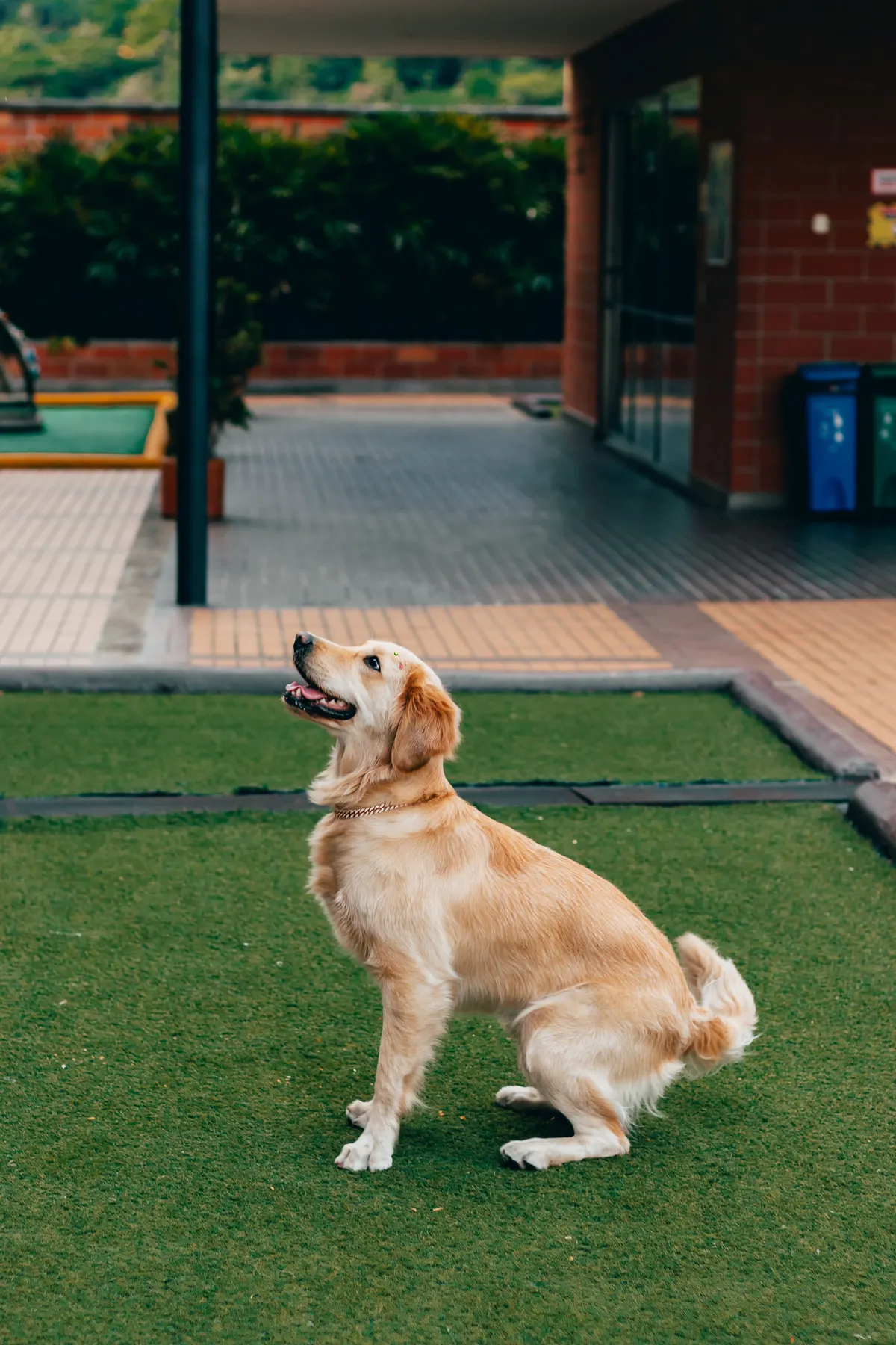 Golden Retriever sitting on artificial turf at an apartment community