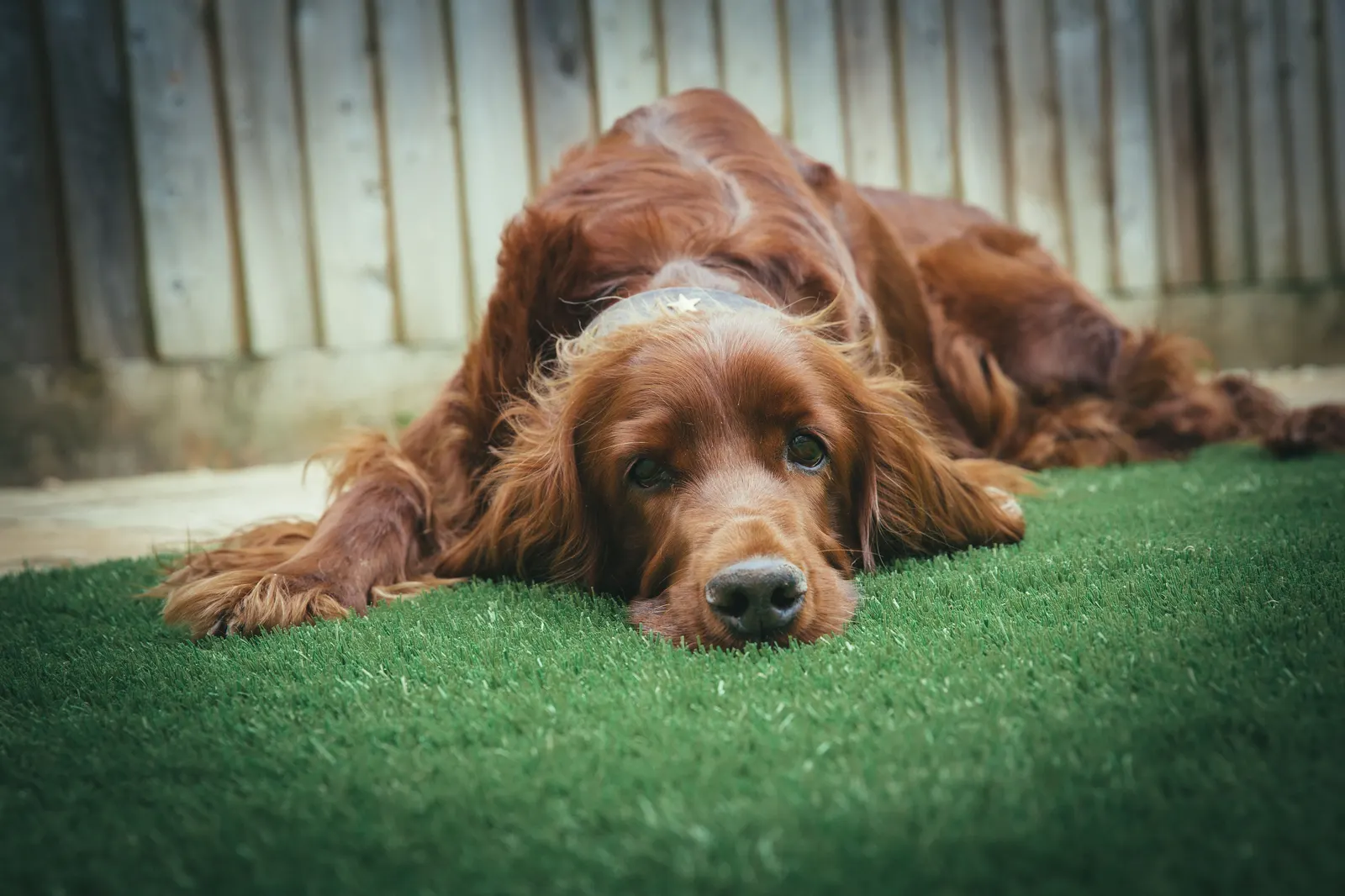 Irish Setter resting on artificial grass in a backyard
