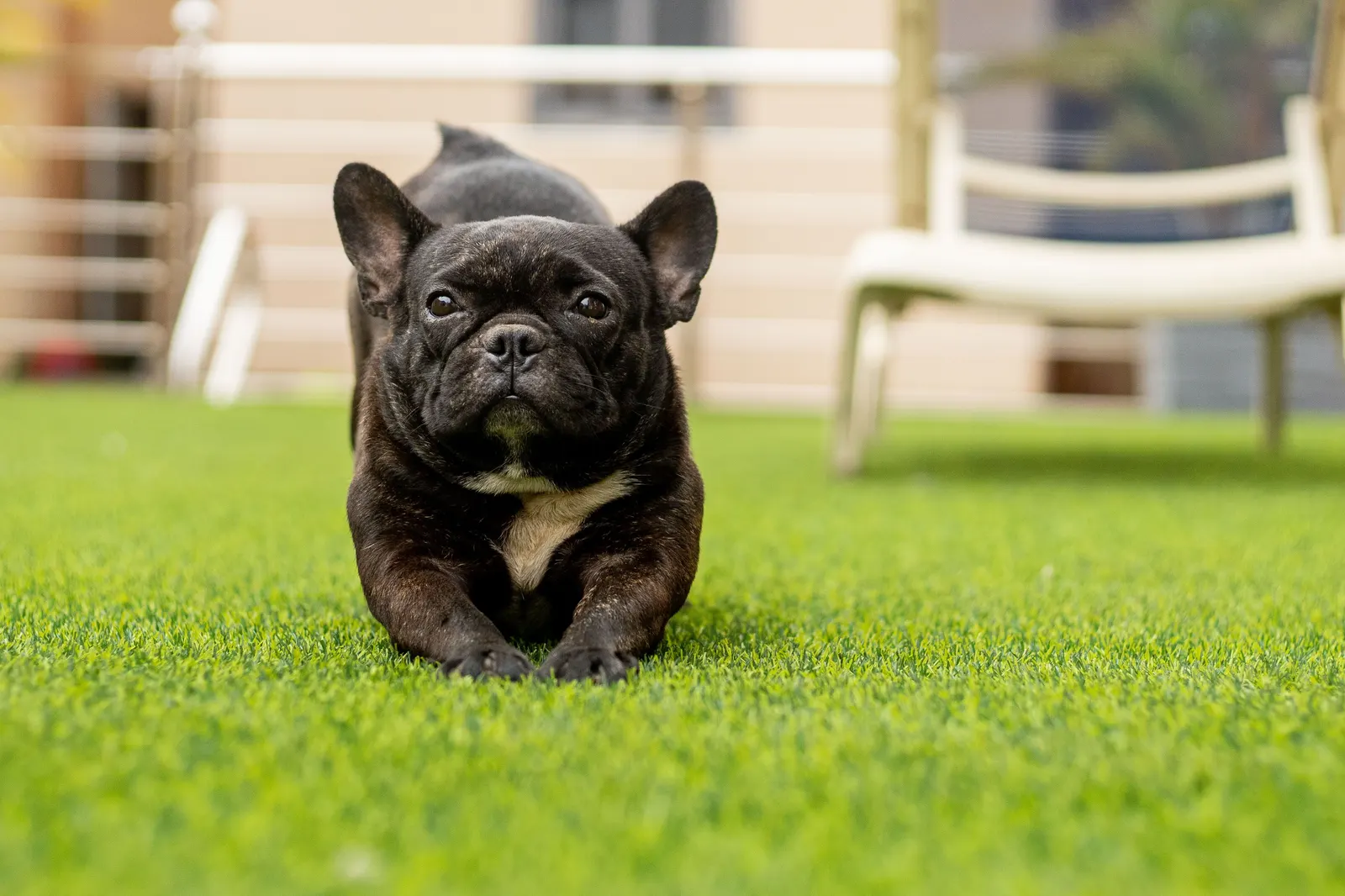 French Bulldog stretching on pet turf in a backyard