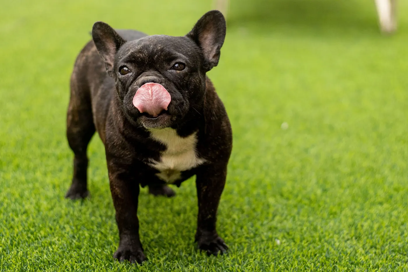 French Bulldog standing on a full, even artificial turf lawn